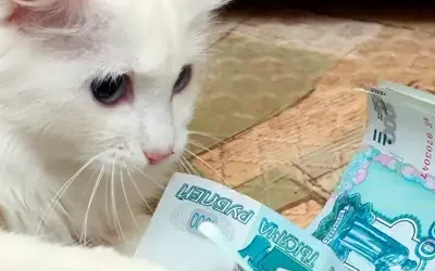 Katze im Glück - Preise