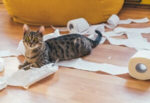 Katze im Glück - Von Stress zu Sauberkeit