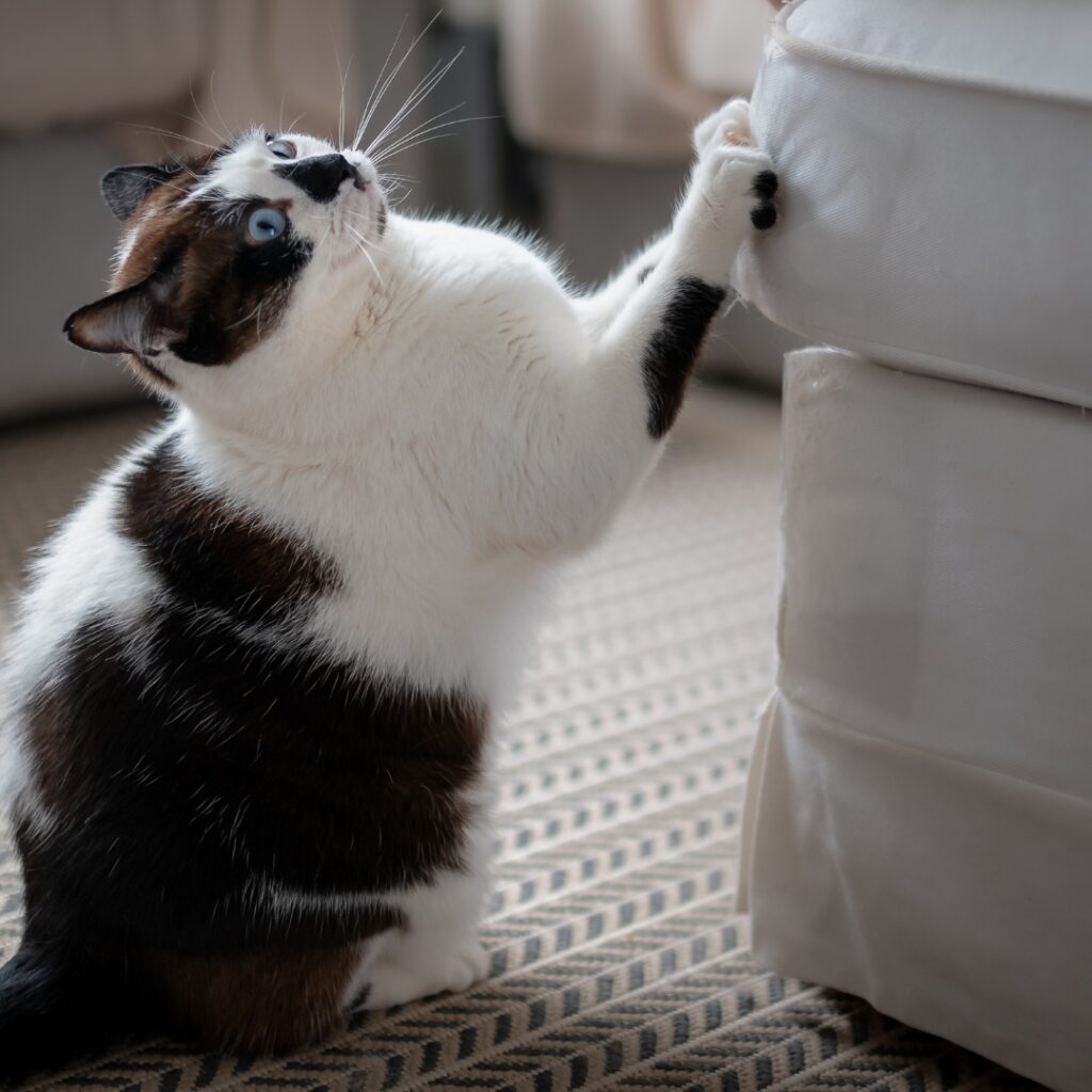 Schwarz-weiße Katze kratzt vom Fußboden aus am Sofa